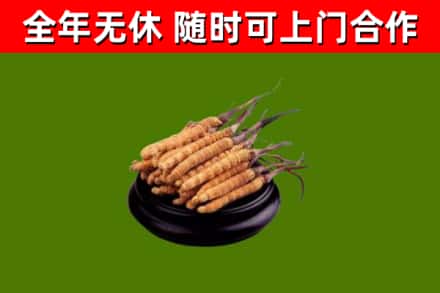 富裕县烟酒回收冬虫夏草.jpg